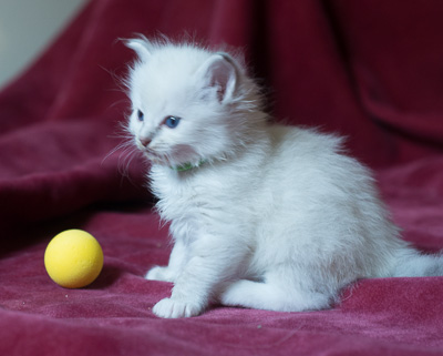 Ragdoll kitten - Sheldon